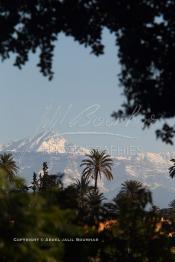 Image du Maroc Professionnelle de  La chaine de montagne du Haut Atlas enneigé surplombe la plaine du Haouz où de nombreux palmiers des jardins très accentué, le palmier fait partie de l'identité de la ville de Marrakech, le 3 Décembre 2012. (Photo / Abdeljalil Bounhar)